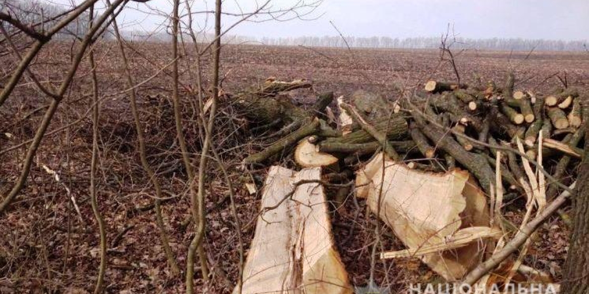 Вінницькі поліцейські завершили розслідування справи «чорних лісорубів»