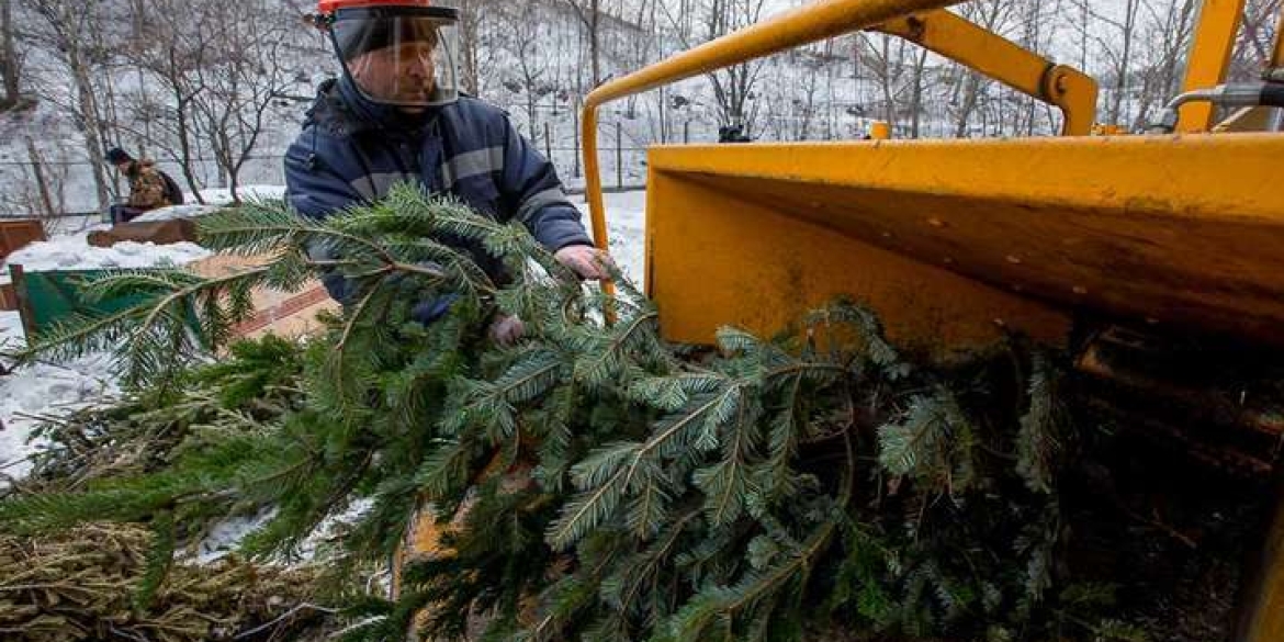 Куди вінничани можуть подіти свої ялинки після свят