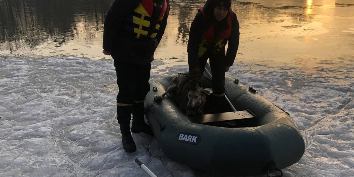 У Вінниці врятували з Південного Бугу собаку, яка провалилась під тонку кригу