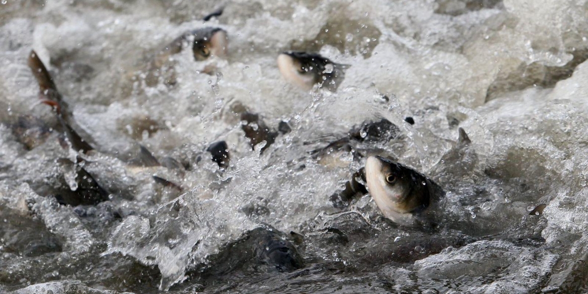 У Гайсинському районі зарибили Дмитренківське водосховище