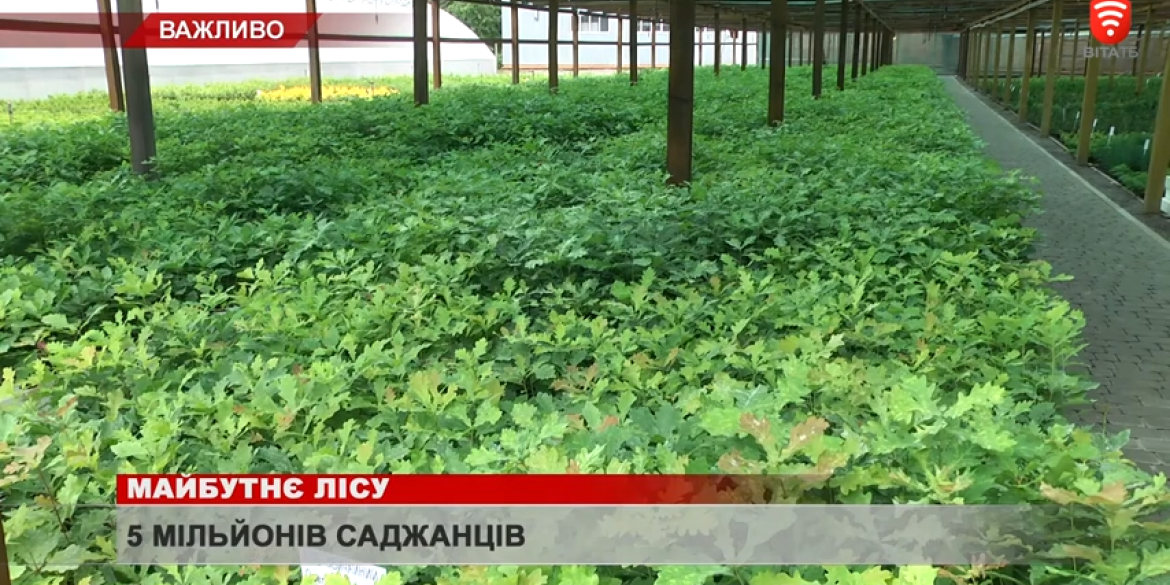 5 млн саджанців висадили вінницькі лісівники