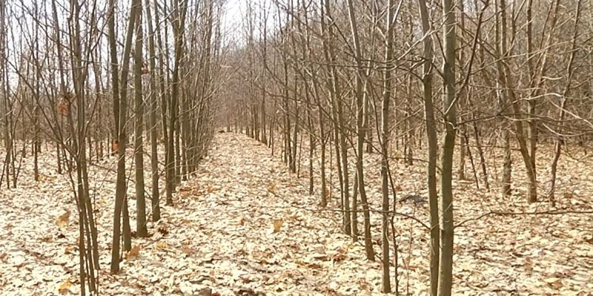 На Вінниччині виділили нові ділянки під заліснення