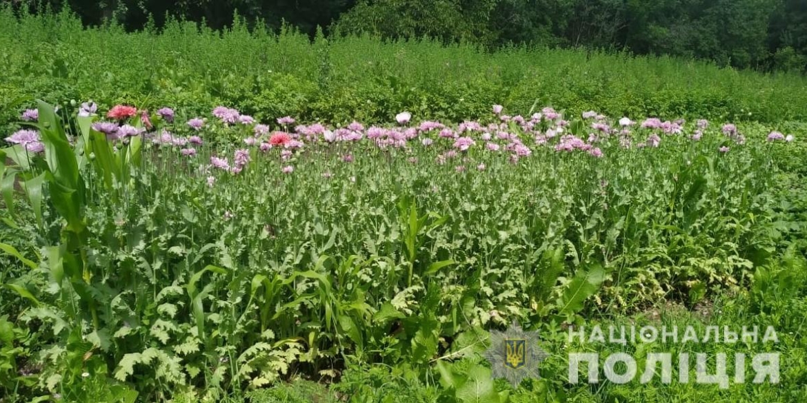 На Вінниччині поліцейські виявили макові плантації