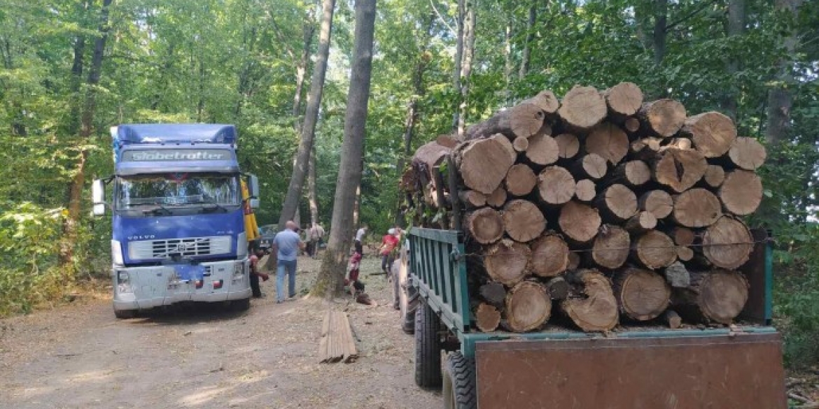 В Іллінецькому районі незаконно вирубували ліс