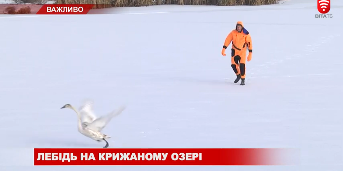 Лебідь на крижаному Вишенському озері