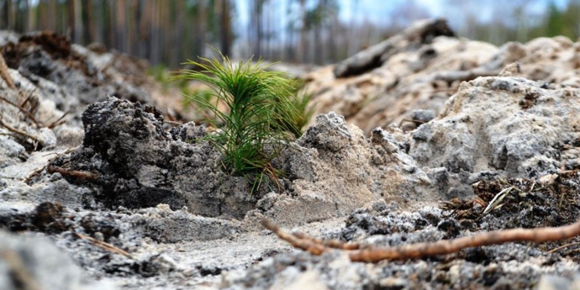 Лісівники Вінниччини залучили юних помічників до створення нових лісів