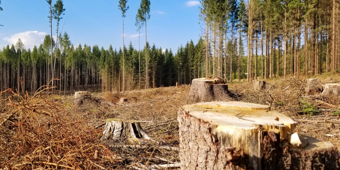 У Гайсинському районі сільський голова дозволив вирубати дерева в заказнику