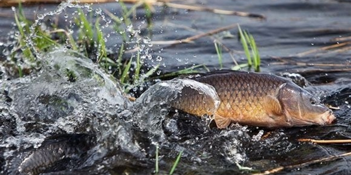 На Вінниччині з 1 квітня вводять заборону на вилов риби та раків