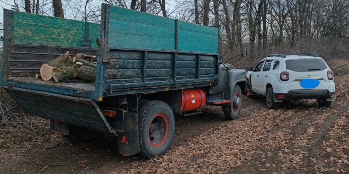 На Вінниччині браконьєри вирубали дерев у полезахисній лісовій смузі на 620 тисяч гривень