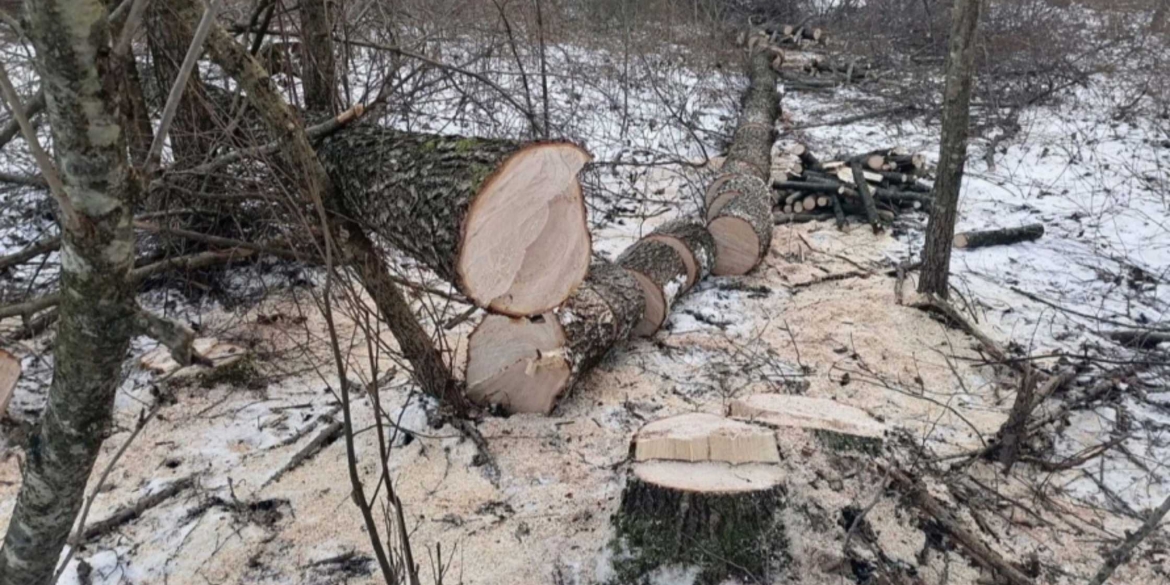 На Вінниччині чоловік незаконно різав дерева вздовж автомобільної дороги