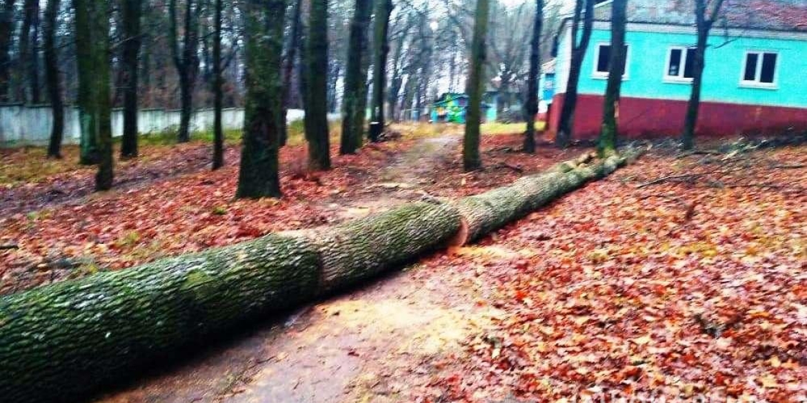 В Жмеринському районі «чорні лісоруби» вирізали дуби на території дитячого табору