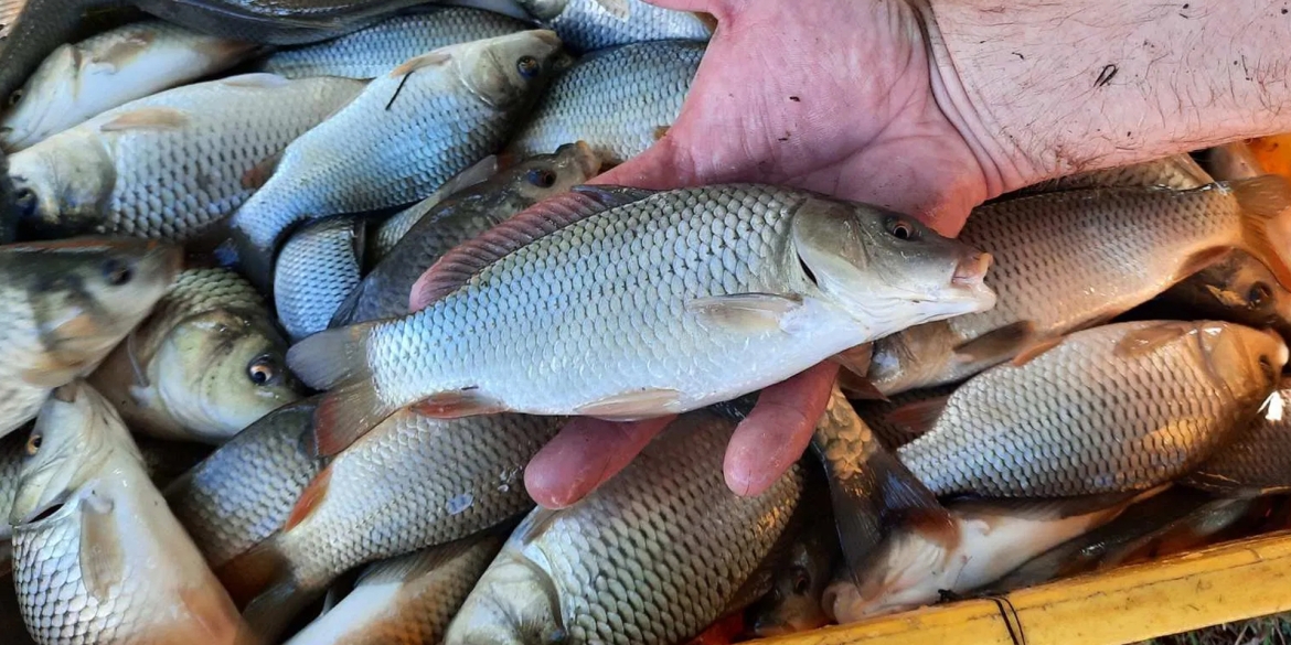 Ще чотири тонни коропа та товстолоба випустять у Ладижинське водосховище