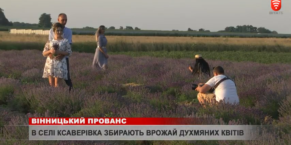 Як завершився лавандовий фото-сезон у Ксаверівці?