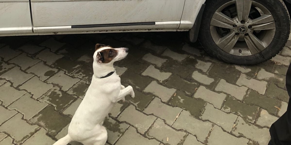 Собака Могилів-Подільських прикордонників знайшов в авто набої для зброї