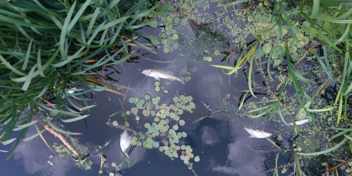 Спеціалісти взяли проби води із Сабарівського водосховища через мор риби