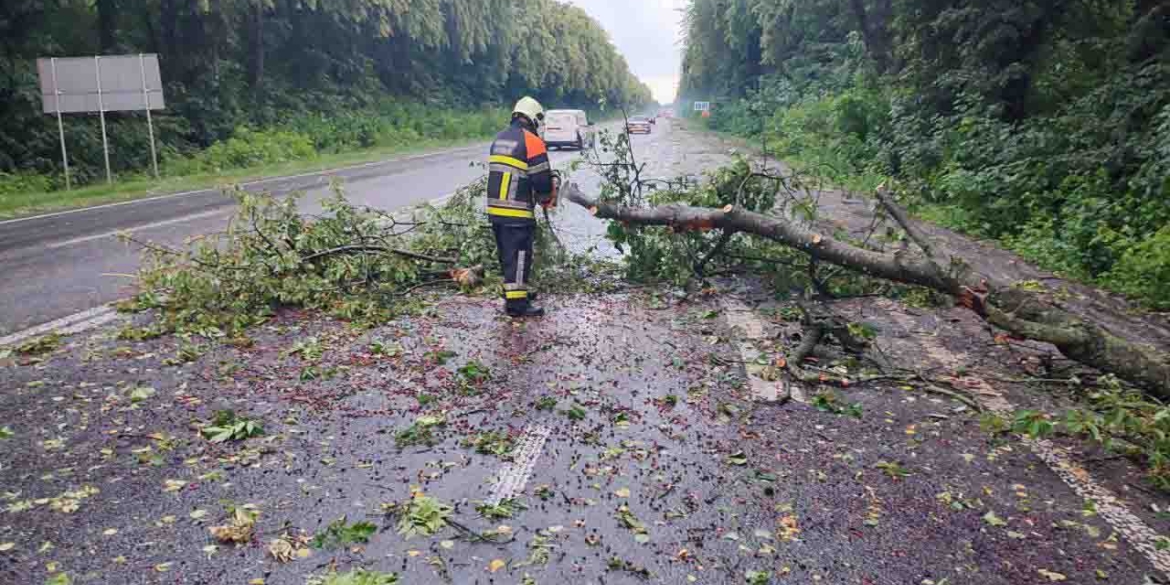 Сильний вітер повалив дерева у двох районах Вінниччини