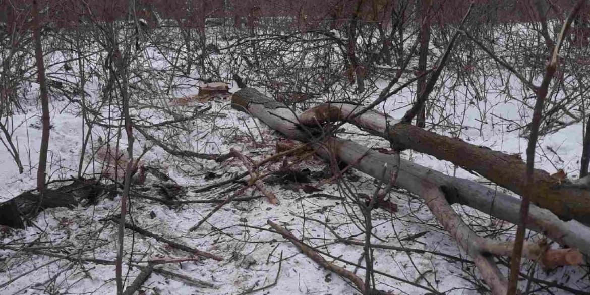 У парку в Погребищенській громаді чоловік вирубав 12 дерев