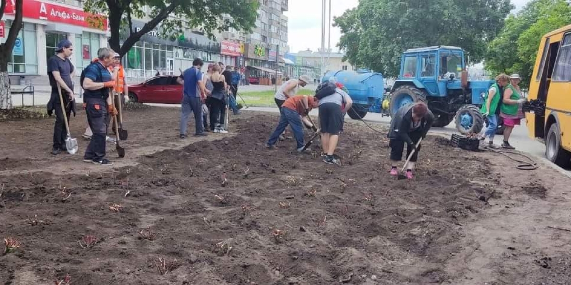 У Сумах днями висадили 500 кущів вінницьких троянд