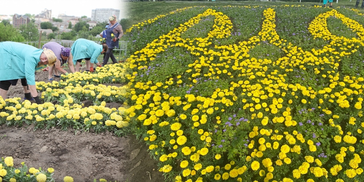 У Вінниці на Замковій горі знову висадили Герб України з квітів