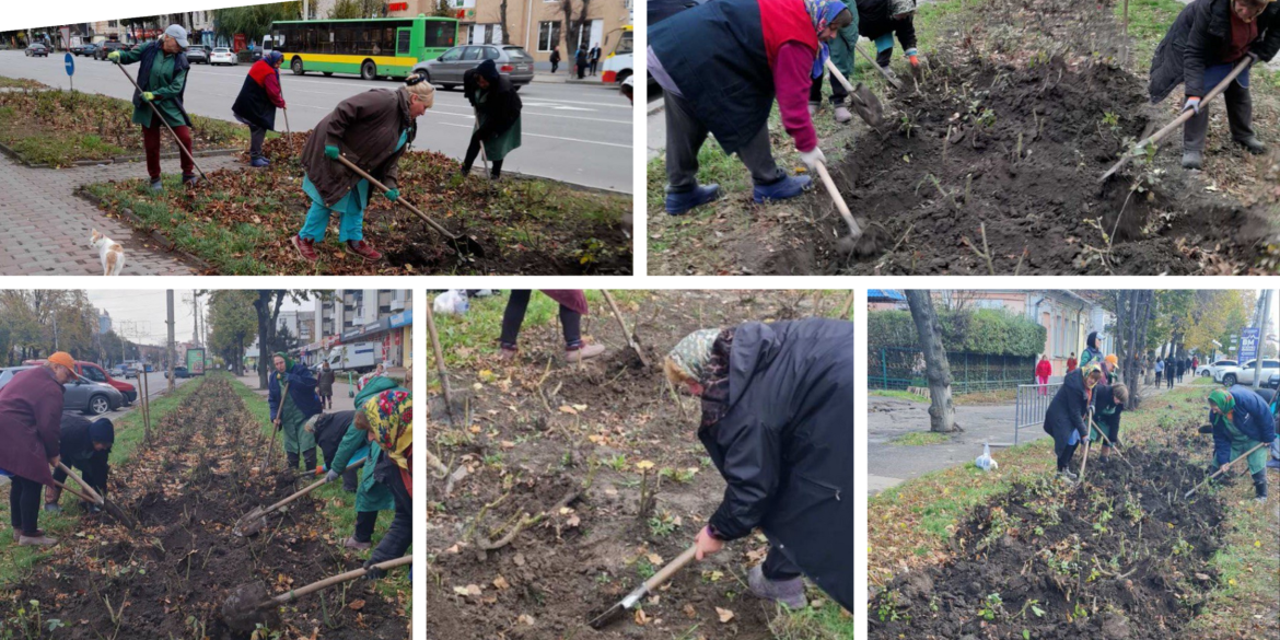 У Вінниці завершують готувати троянди до зими