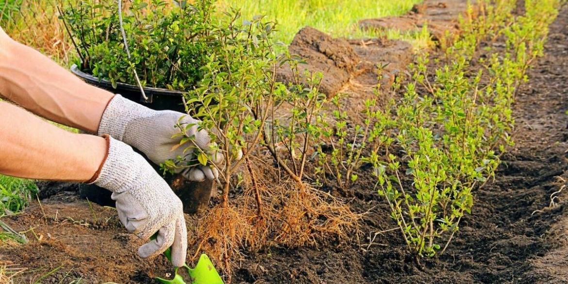 У Вінниці "Зеленбуд" продовжує доглядати за зеленими насадженнями