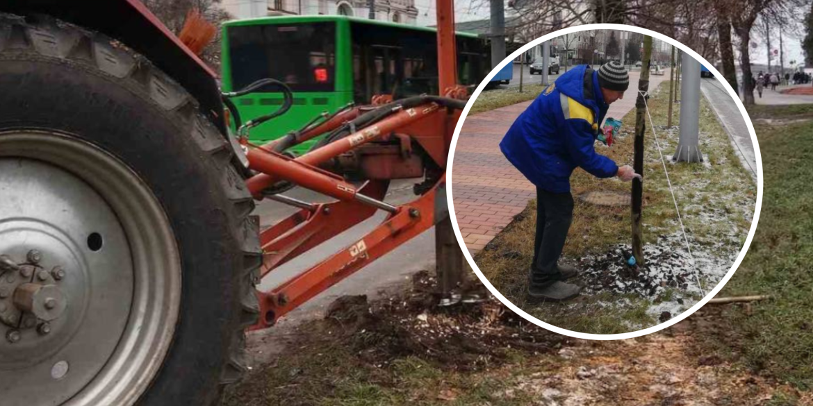 У "Вінницязеленбуд" пояснили, якого догляду потребують дерева взимку