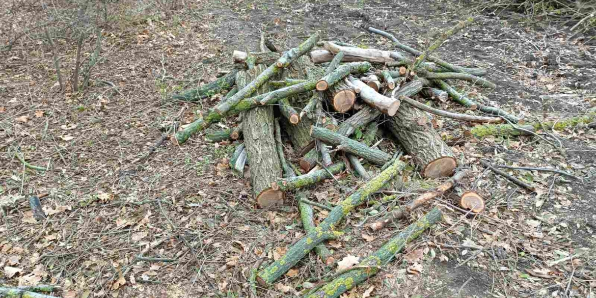 У Ямпільській громаді "на гарячому" спіймали чоловіка, який вирубував дерева