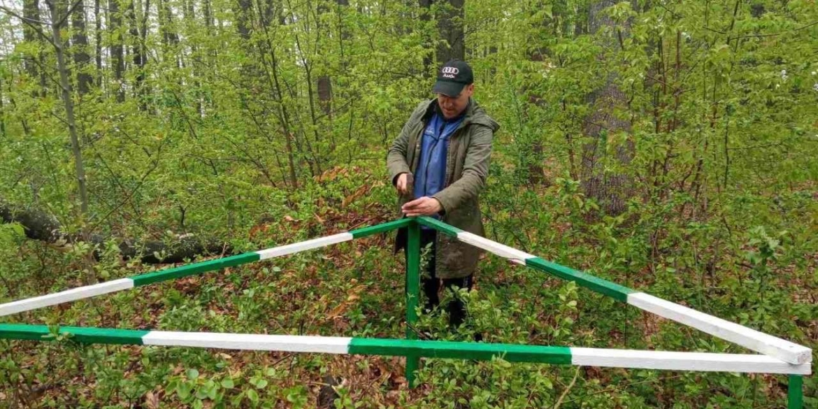 Вінницькі лісівники займаються розселенням мурашників