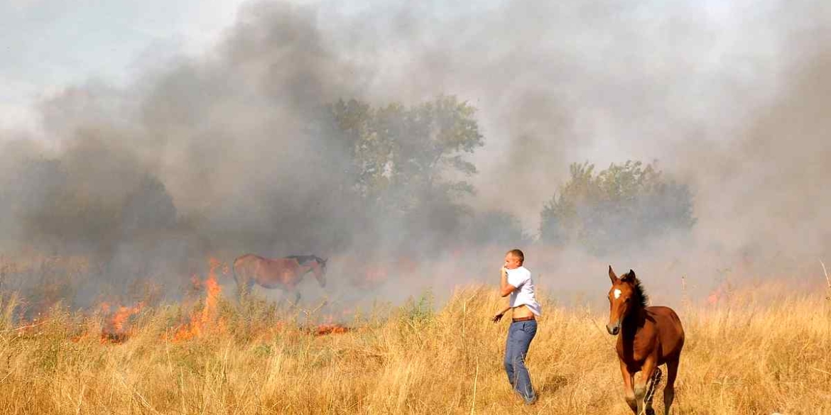 У вогняній пастці. На Вінниччині врятували коней під час пожежі