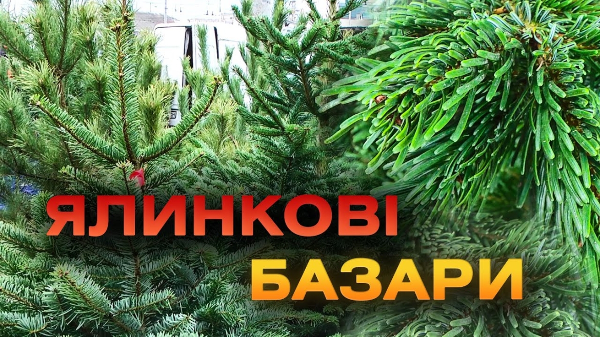 Embedded thumbnail for Вже розгорнули пункти продажу - де купити новорічну ялинку на Вінниччині 