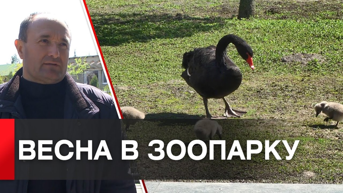 Embedded thumbnail for У “Подільському зоопарку” похвалились поповненням - чорними лебедятами