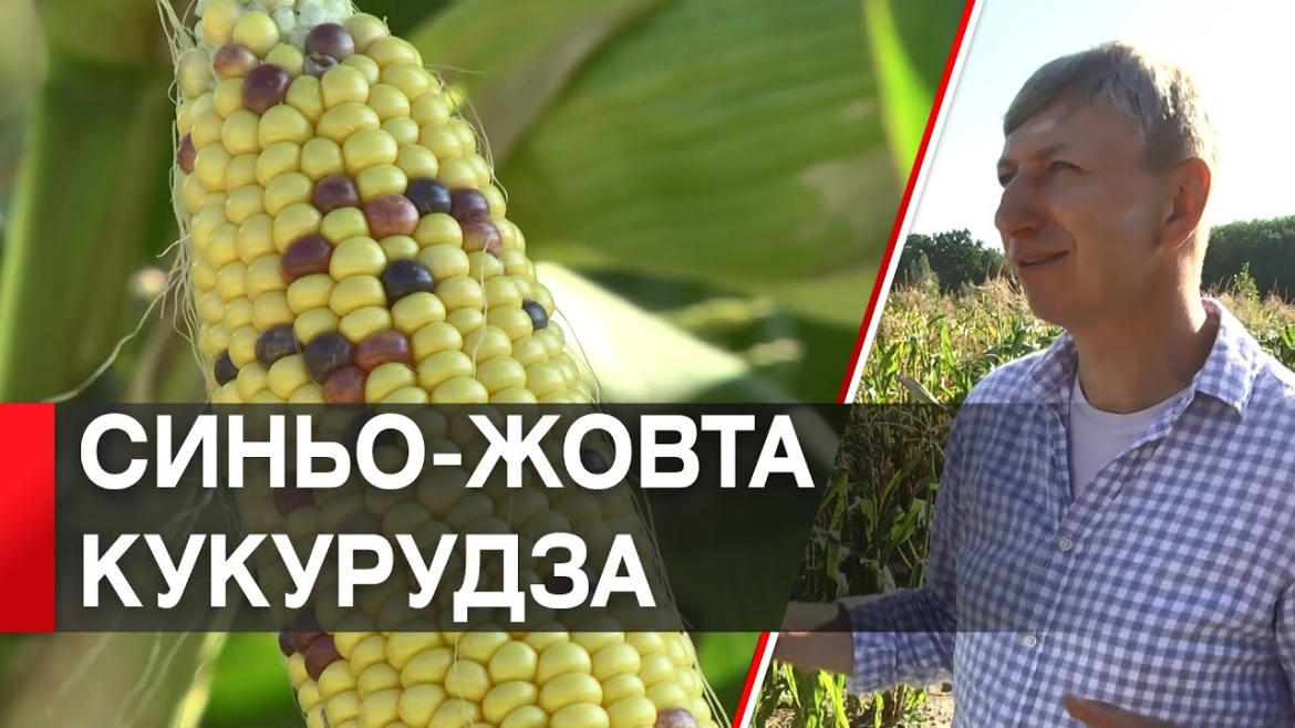 Embedded thumbnail for Першу в світі овочеву кукурудзу з патріотичним забарвленням вивів вінничанин