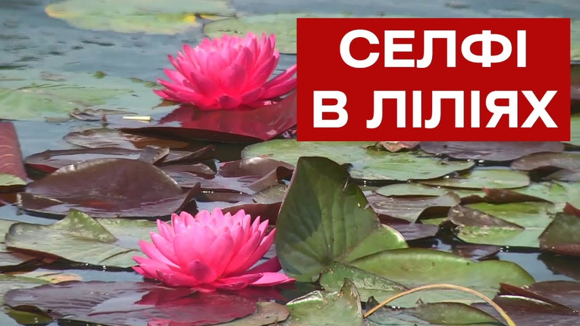 Embedded thumbnail for Фотоакцію влаштували вінницькі підприємці