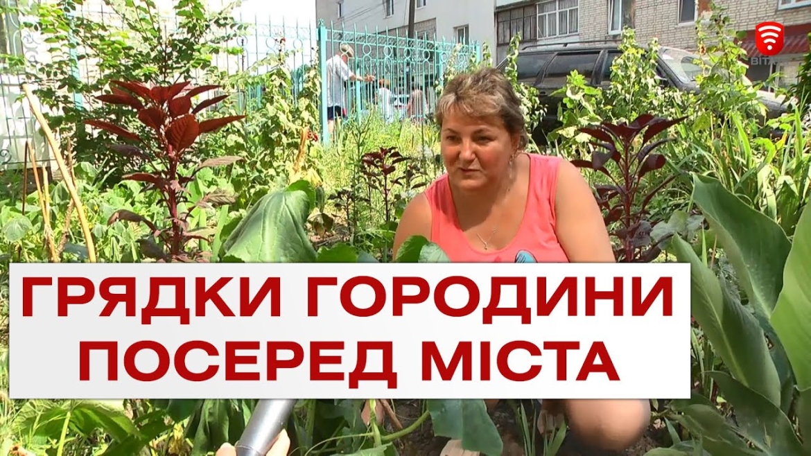 Embedded thumbnail for Як вінничанка вирощує городину посеред міста