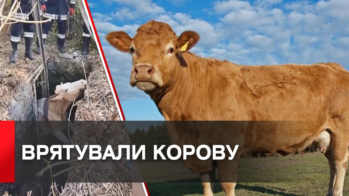 Embedded thumbnail for У Турбівській громаді врятували корову, яка впала у погріб