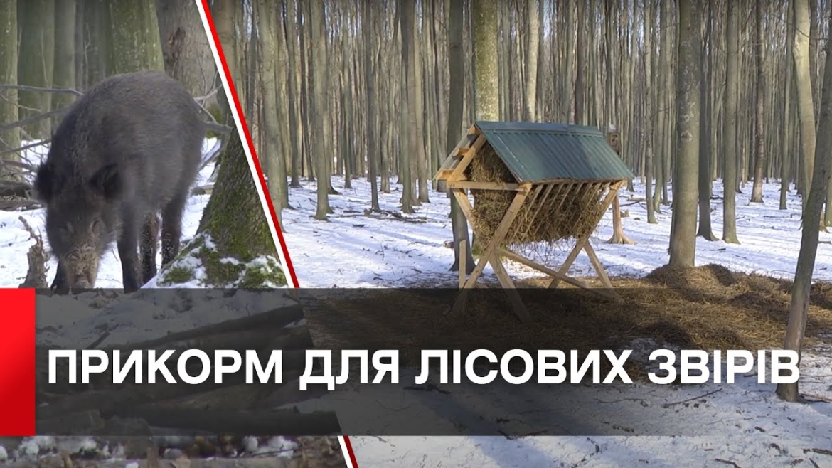 Embedded thumbnail for Вінницькі лісівники продовжують підгодовувати диких тварин