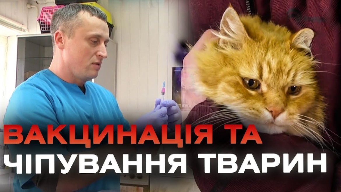 Embedded thumbnail for Вакцинація домашніх улюбленців