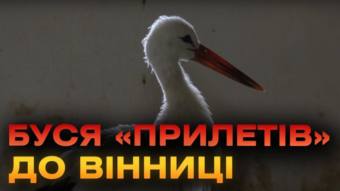 Embedded thumbnail for У вінницькому зоопарку тепер живе лелека, який йшов у жалобній ході за Героєм