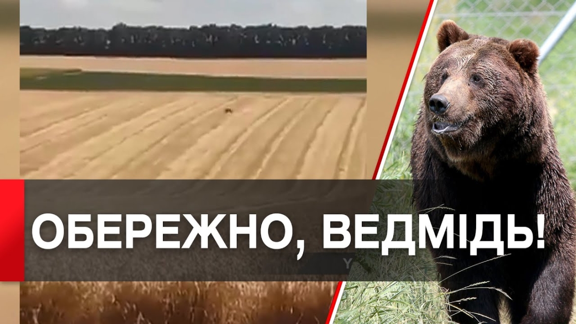 Embedded thumbnail for Вінниччиною бігає червонокнижний бурий ведмідь