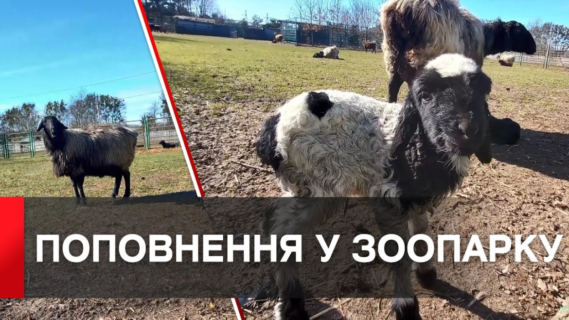 Embedded thumbnail for В зоопарку у Вінниці весняне поповнення - народились малюки кіз та овець