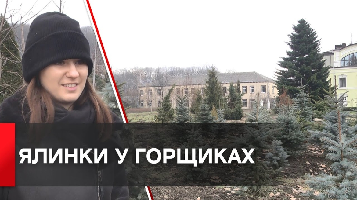 Embedded thumbnail for У «Вінницязеленбуд» пропонують вінничанам купувати ялинки у горщиках