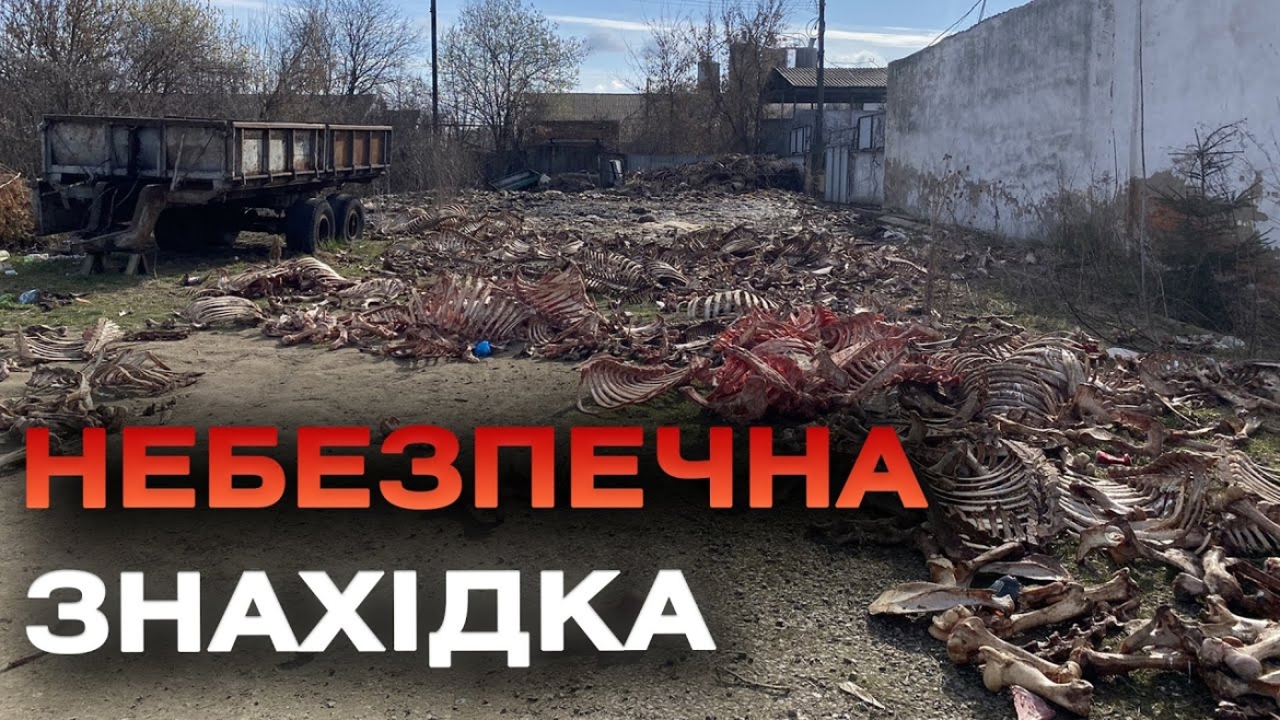 Embedded thumbnail for На Вінниччині знайшли звалище кісток тварин