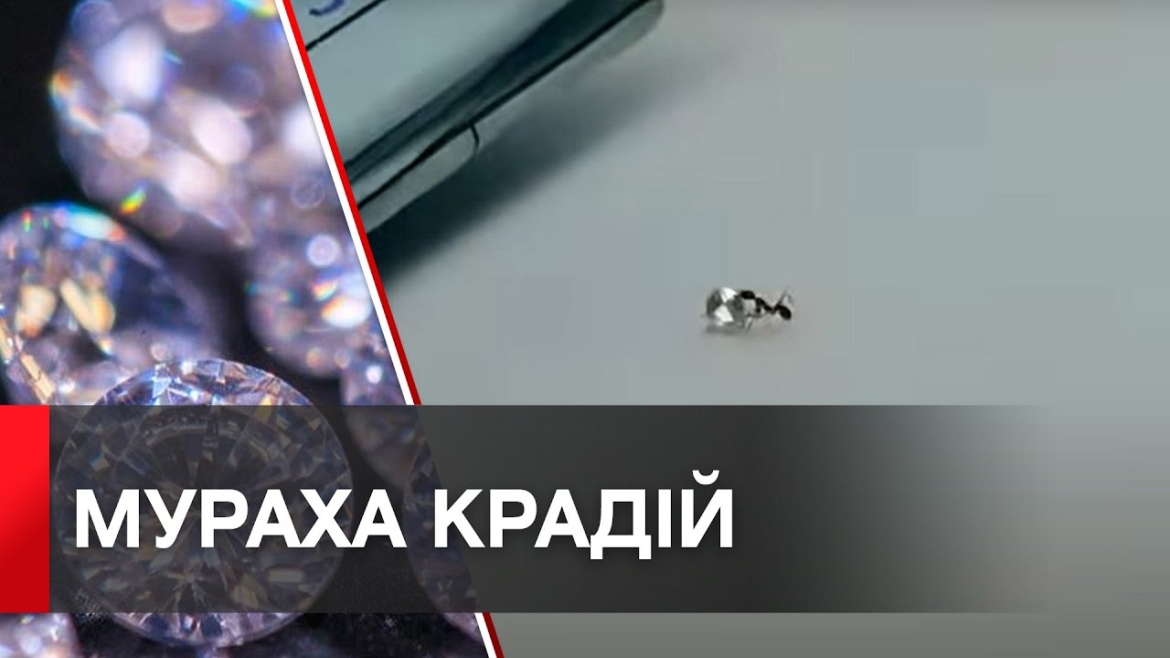 Embedded thumbnail for В Італії на гарячому спіймали мураху, яка поцупила діамант з ювелірної майстерні