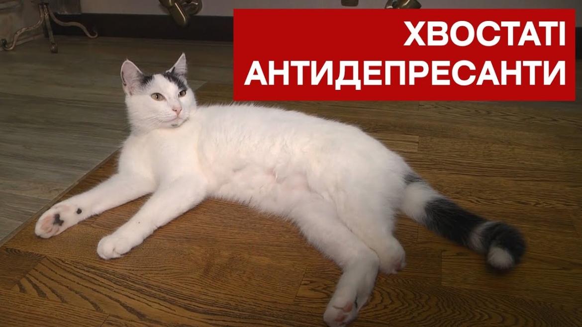 Embedded thumbnail for 8 серпня – Всесвітній день котів