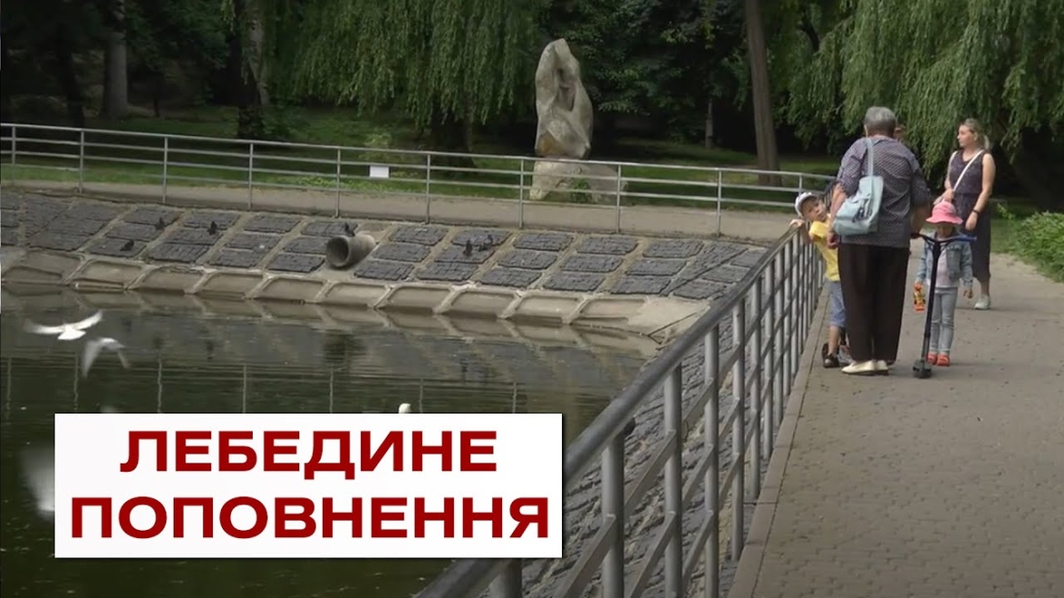 Embedded thumbnail for Лебедине поповнення на озері в центральному вінницькому парку