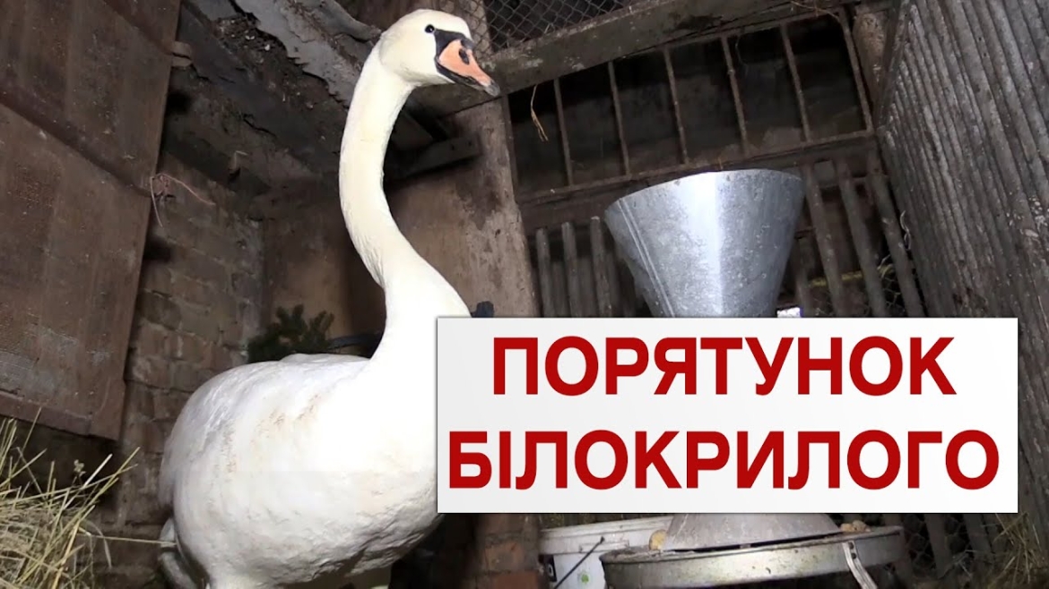 Embedded thumbnail for На Вінниччині місцеві витягли зі ставу замерзлого лебедя