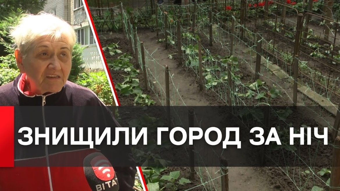 Embedded thumbnail for У Вінниці вирвали та витоптали городину, яку мешканці будинку вирощували у дворі багатоповерхівки