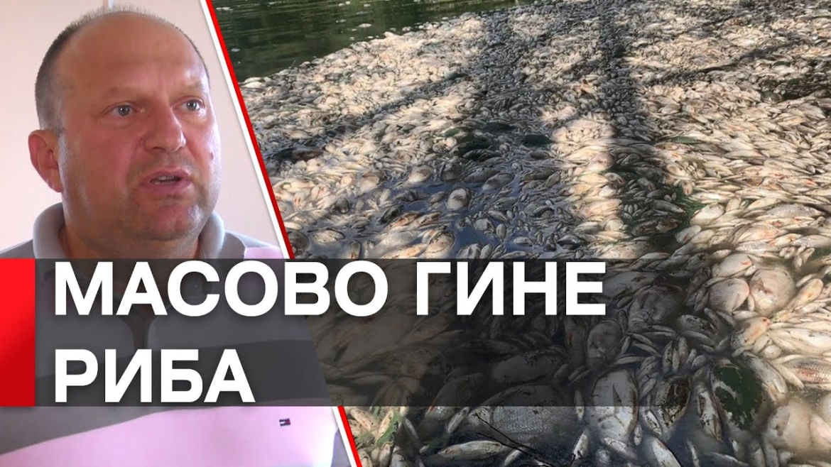 Embedded thumbnail for На Вінниччині загинули тонни риби у селі Степашки та на Ладижинському водосховищі