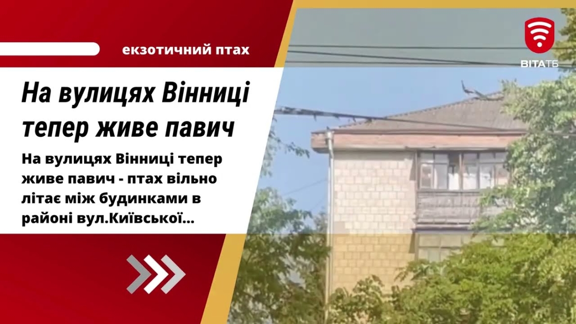 Embedded thumbnail for На вулицях Вінниці тепер живе павич - птах вільно літає між будинками