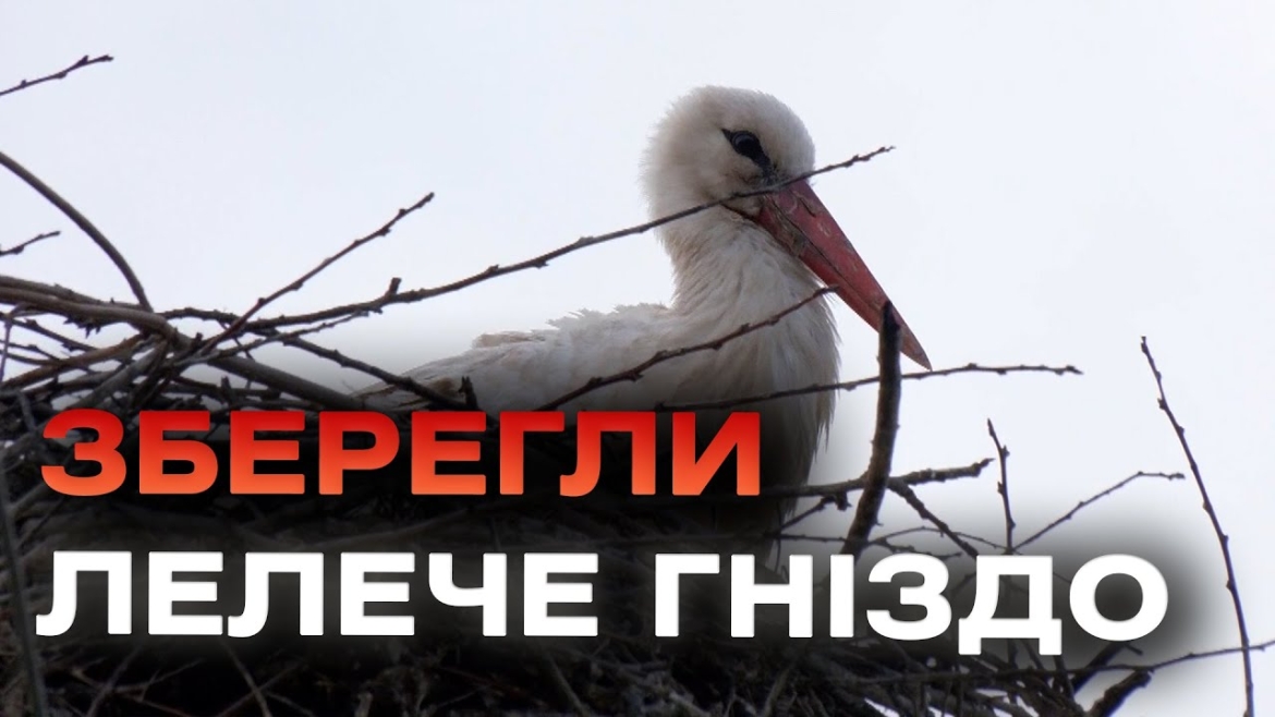 Embedded thumbnail for Вінницькі електрики збудували нову електроопору, аби зберегти гніздо лелек